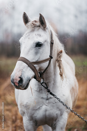 a white horse on an autumn field 