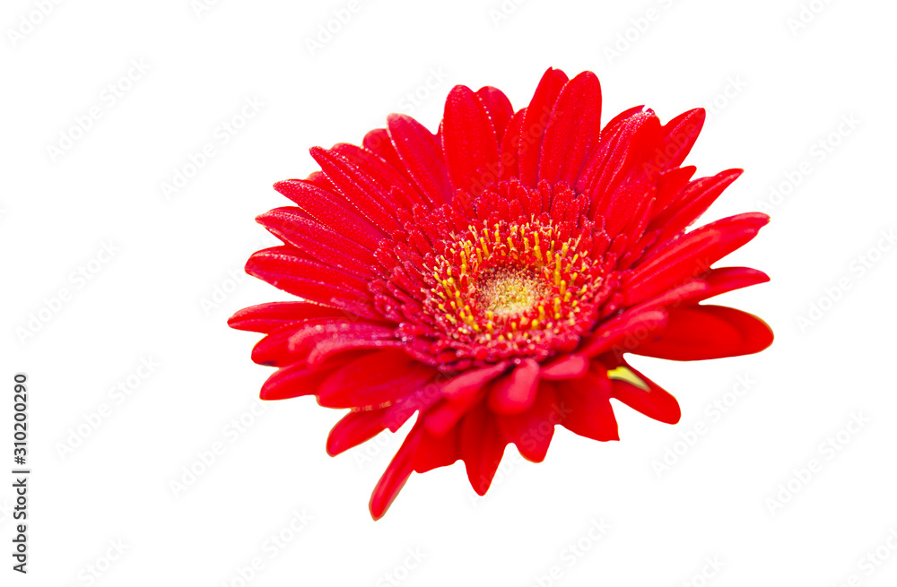 Red flowers after the rain with colors White background appropriate the Backdrop, idea copy space