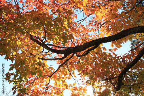 Orange Leaves on Trees in Autumn