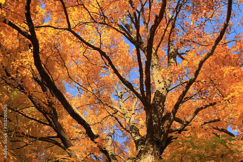 Orange Leaves on Trees in Autumn Orange Leaves on Trees in Autumn