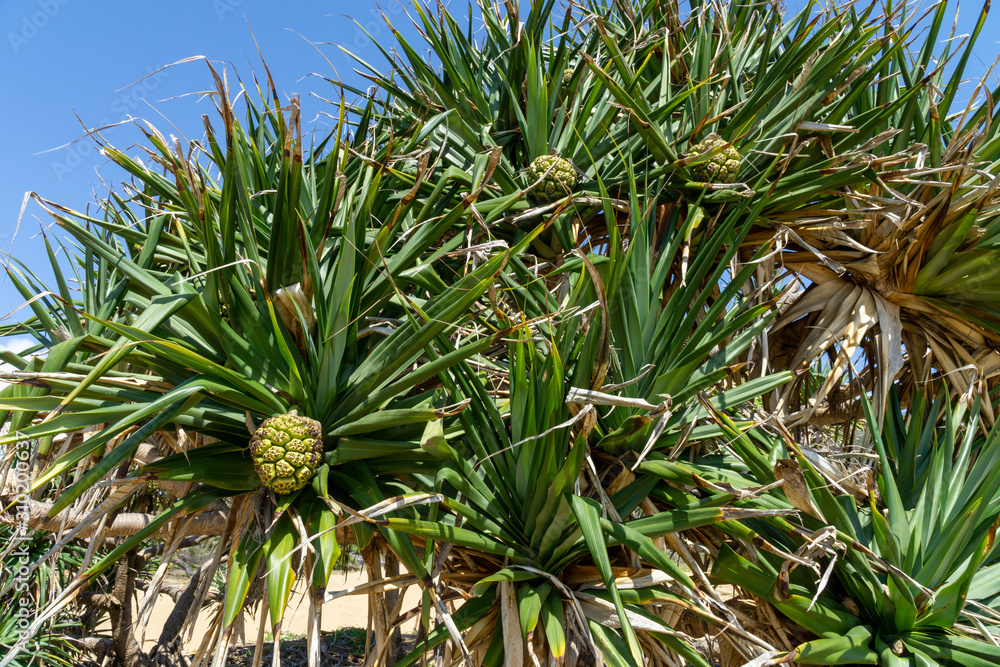 Australian pandanus grows on a palm tree with green leaves Australian pandanus grows on a palm tree with green leaves