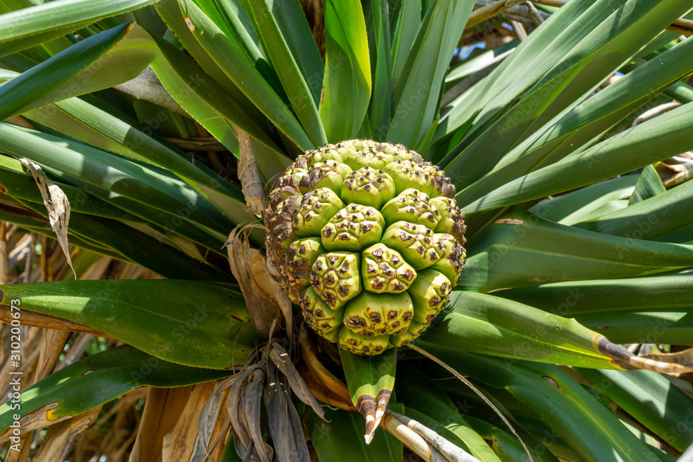 Obraz premium Australian pandanus grows on a palm tree with green leaves