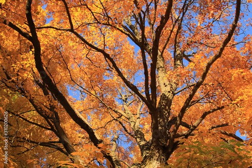 Orange Leaves on Trees in Autumn