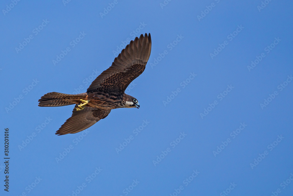 Eleonora's falcon (Falco eleonorae), female of light morph flying in blue sky, Isola San Pietro, Sardninia, Italy