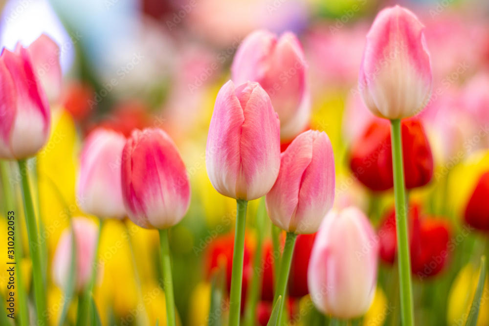 Pink tulips flower, beautifuly flower in garden plant, tulip spring-blooming