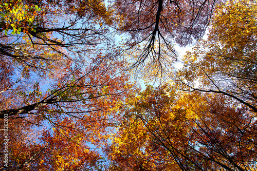 Crohn autumn forest over his head