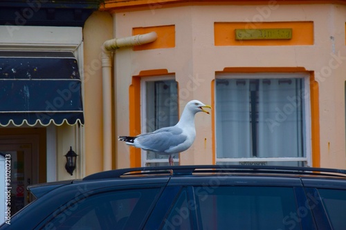 Crying seagull sitting on a car © Yanina