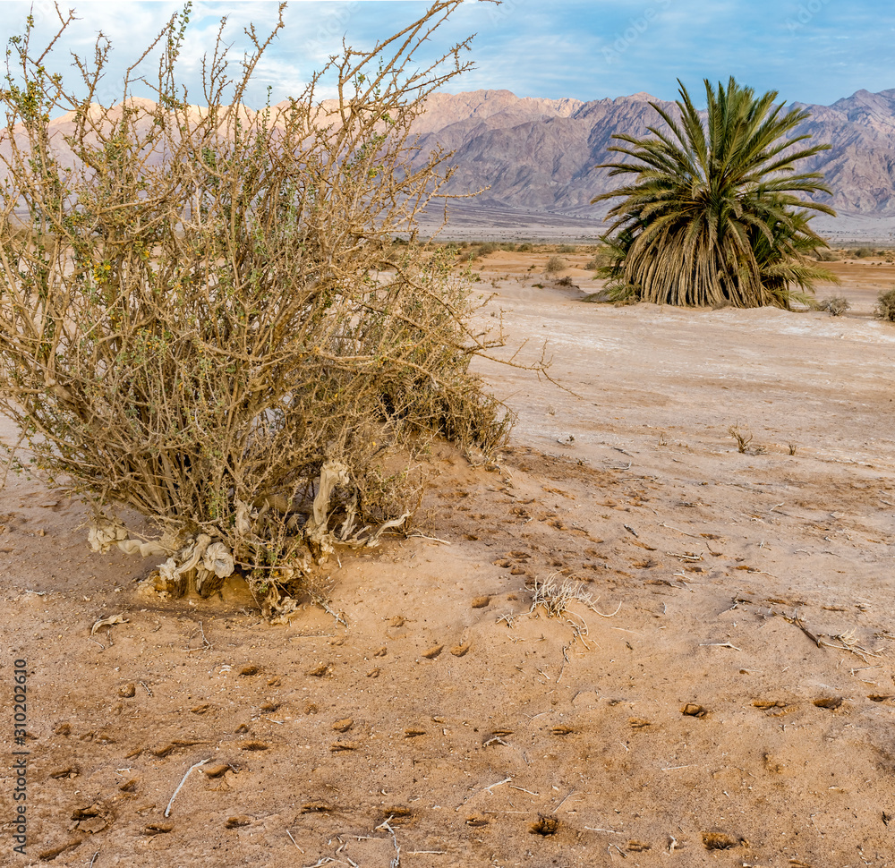 Tracks or footprints of wild animals in sand desert of the Middle East Tracks or footprints of wild animals in sand desert of the Middle East