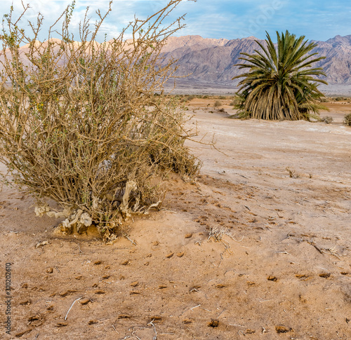 Tracks or footprints of wild animals in sand desert of the Middle East