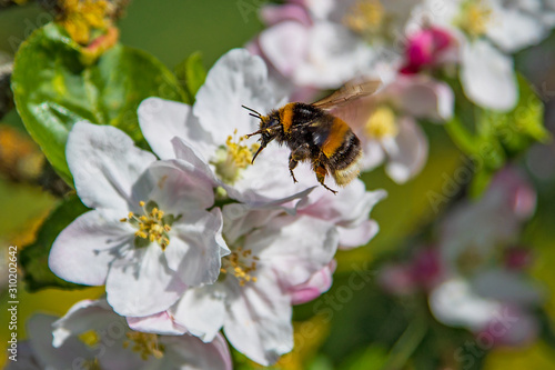 Buff-tailed bumble bee (Bombus terrestris) on blossom of blooming apple tree (Malus domestica), Hesse, Germany