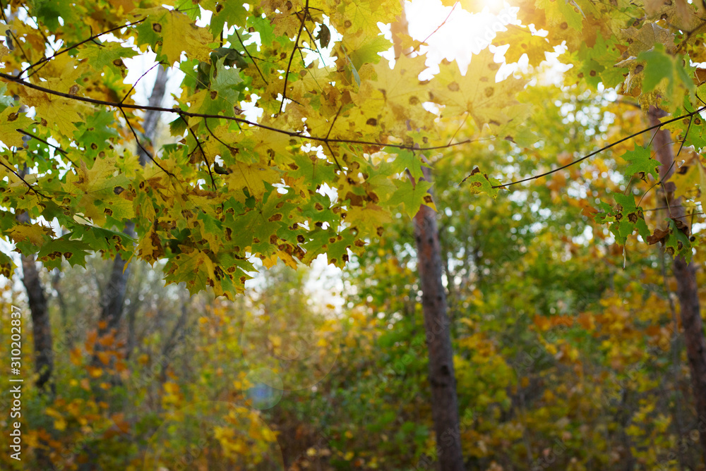 Black patch on the leaves of the maple. The disease is caused by the fungus Rhytisma acerinum. With this disease, large, round, black, slightly convex spots with a yellowish-green border are formed. Black patch on the leaves of the maple. The disease is caused by the fungus Rhytisma acerinum. With this disease, large, round, black, slightly convex spots with a yellowish-green border are formed.