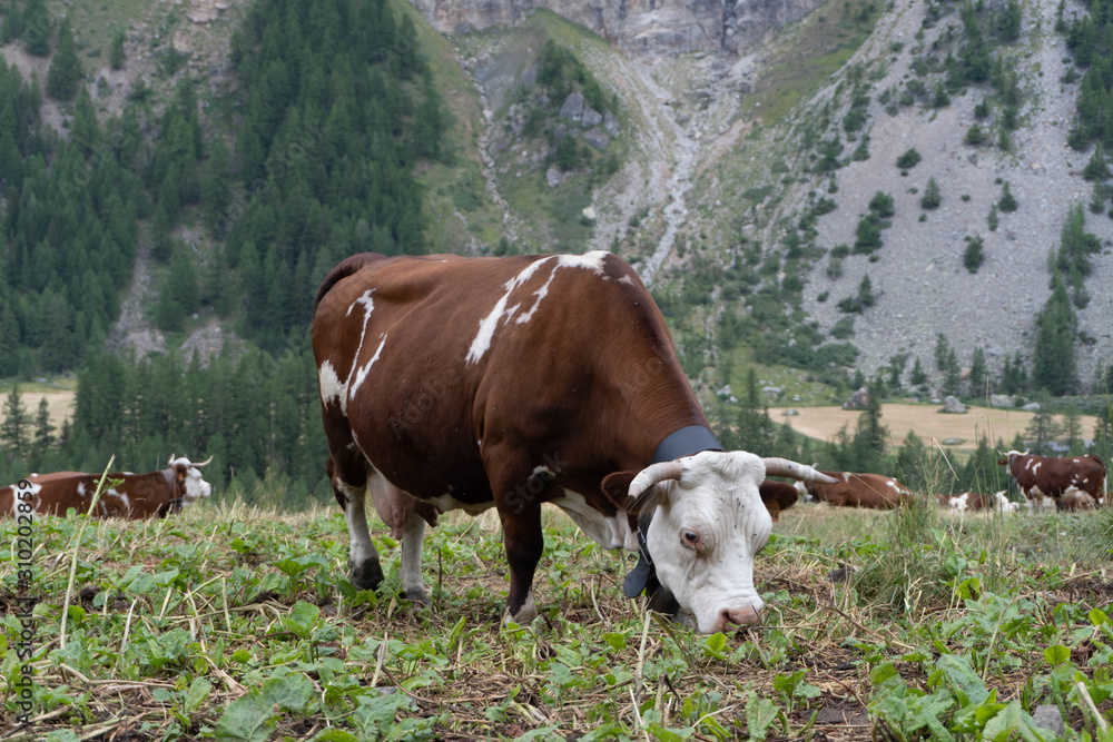 wallpaper, nature, alps, italian alps, mountains, caw, ferm, alpine cow