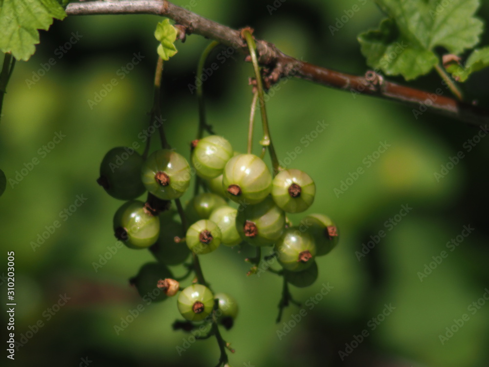 Groseilles vertes Groseilles vertes