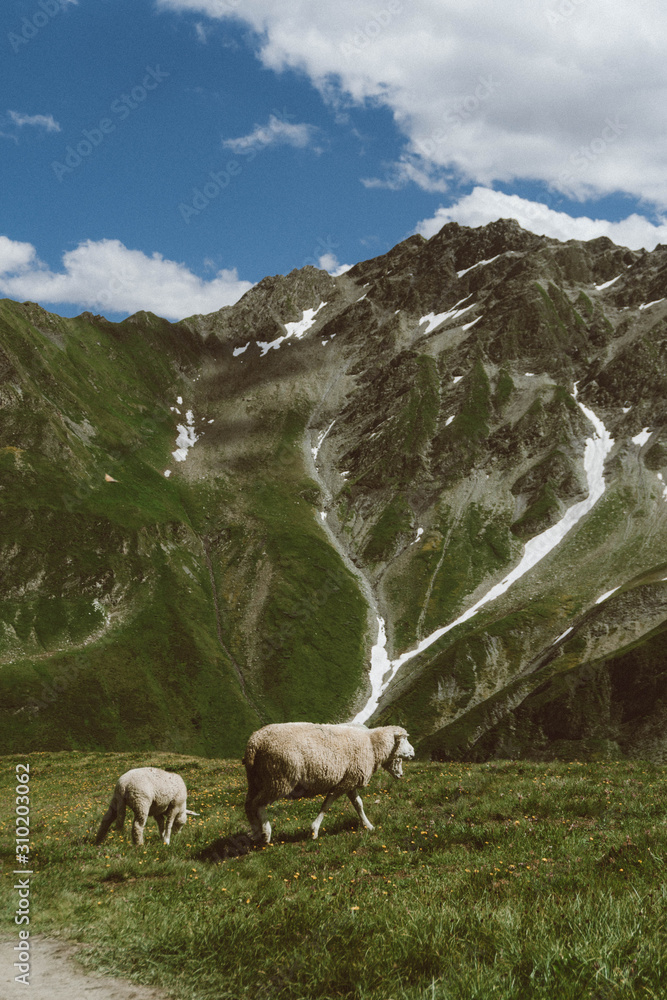 wallpaper, nature, alps, italian alps, mountains, sheep, ferm, alpine sheep