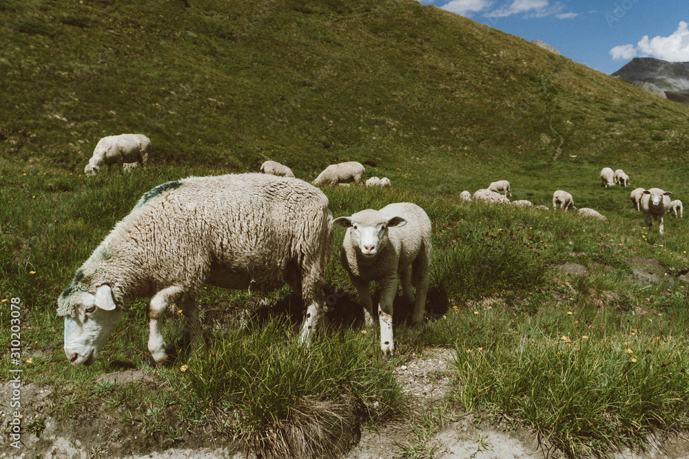 wallpaper, nature, alps, italian alps, mountains, sheep, ferm, alpine sheep