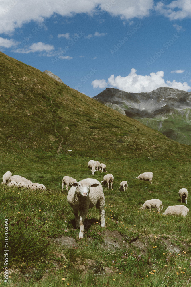 wallpaper, nature, alps, italian alps, mountains, sheep, ferm, alpine sheep