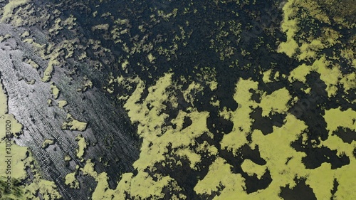 Algae on Lake (drone view)
