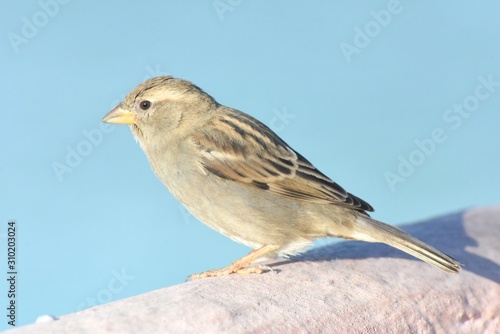 Female sparrow. 