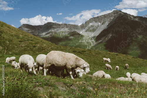 wallpaper, nature, alps, italian alps, mountains, sheep, ferm, alpine sheep