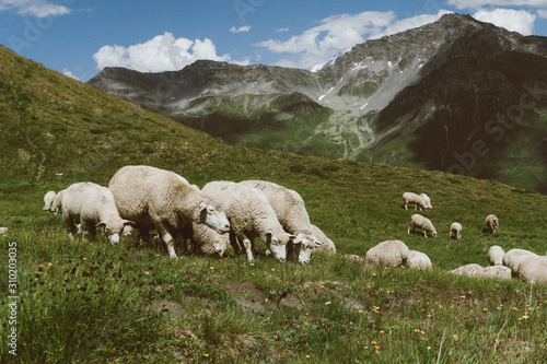 wallpaper, nature, alps, italian alps, mountains, sheep, ferm, alpine sheep