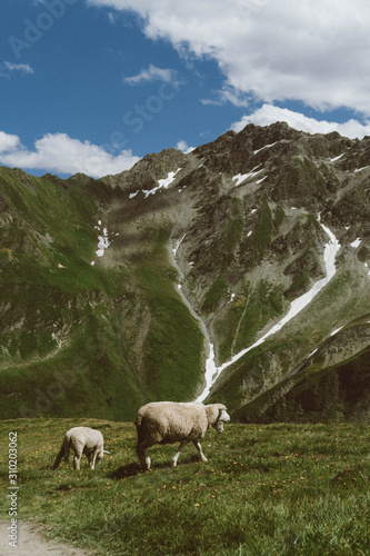 wallpaper, nature, alps, italian alps, mountains, sheep, ferm, alpine sheep