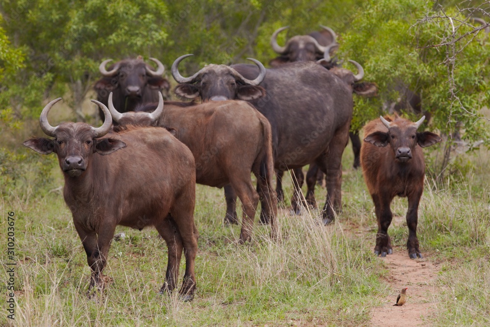 Herd of Water Buffalo in African plains