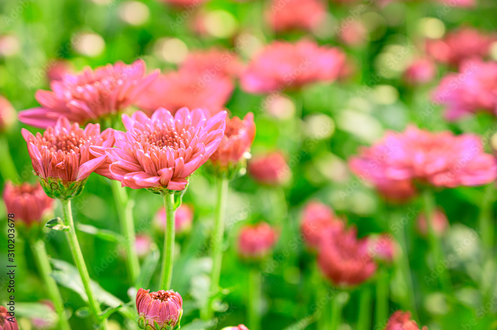 Selective focus of beautiful pink or red flower with soft blurred bokeh background. Selective focus of beautiful pink or red flower with soft blurred bokeh background.