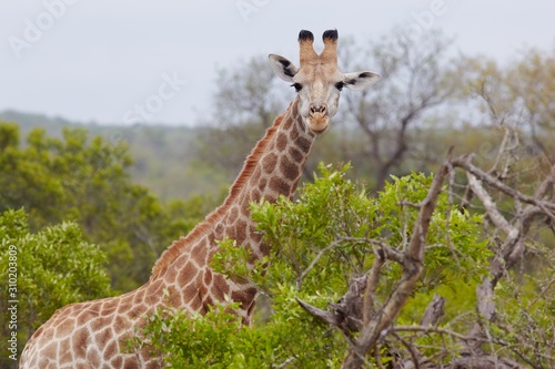 Fototapeta Naklejka Na Ścianę i Meble -  Giraffe stands in African woodland
