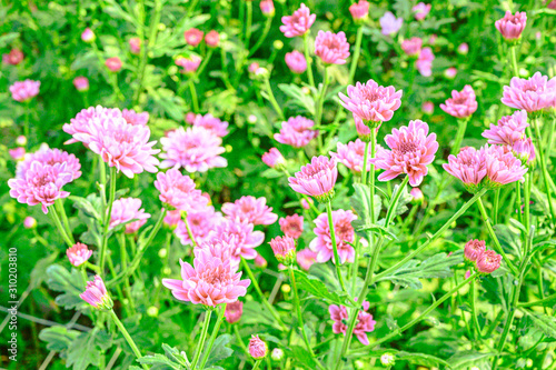 Close up group of  pink  flowers and leaves in colorful tone.