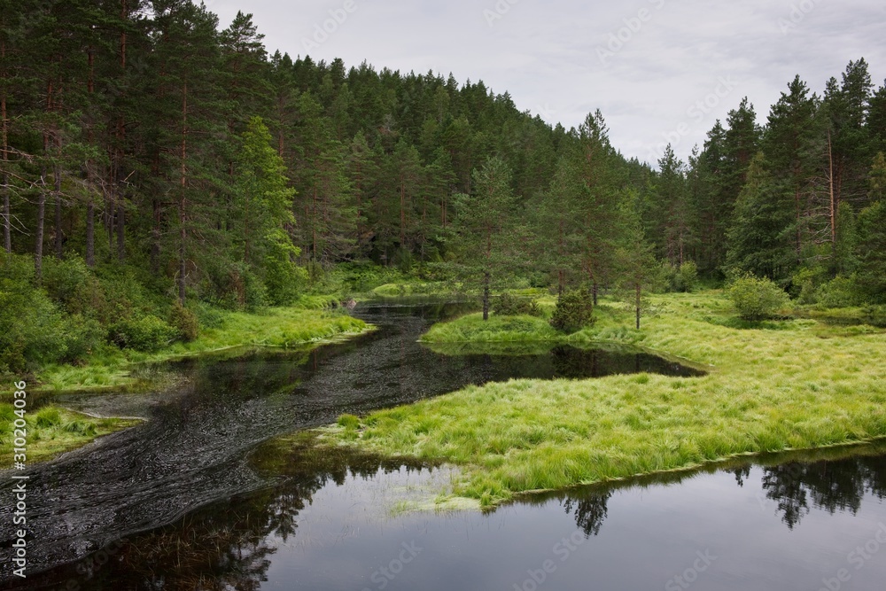 Obraz premium Norwegian forest clearing with still water Flatelandsfjorden