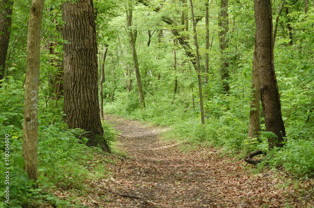 Foot Path Foot Path