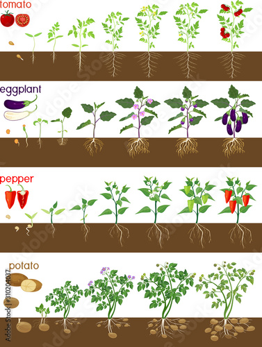 Set of life cycles of nightshade plants (pepper, tomato, potato and eggplant). Stages of vegetable plant growth from seed and sprout to harvest isolated on white background