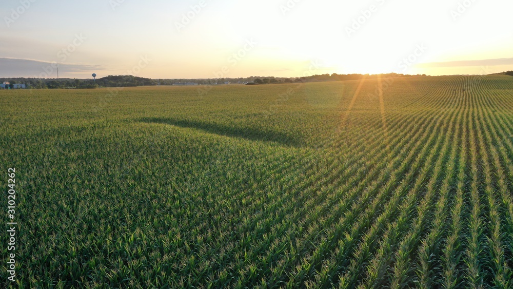 Sunrise over Corn Field (Drone)