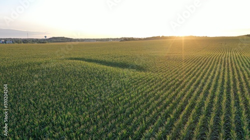 Sunrise over Corn Field  Drone 