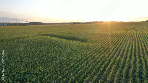 Sunrise over Corn Field (Drone)