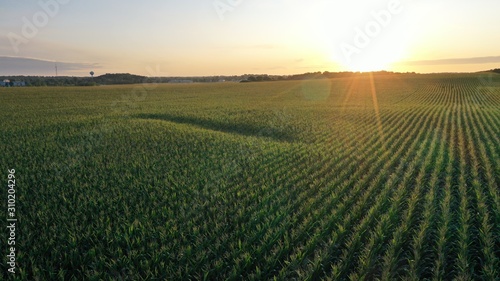Sunrise over Corn Field (Drone)