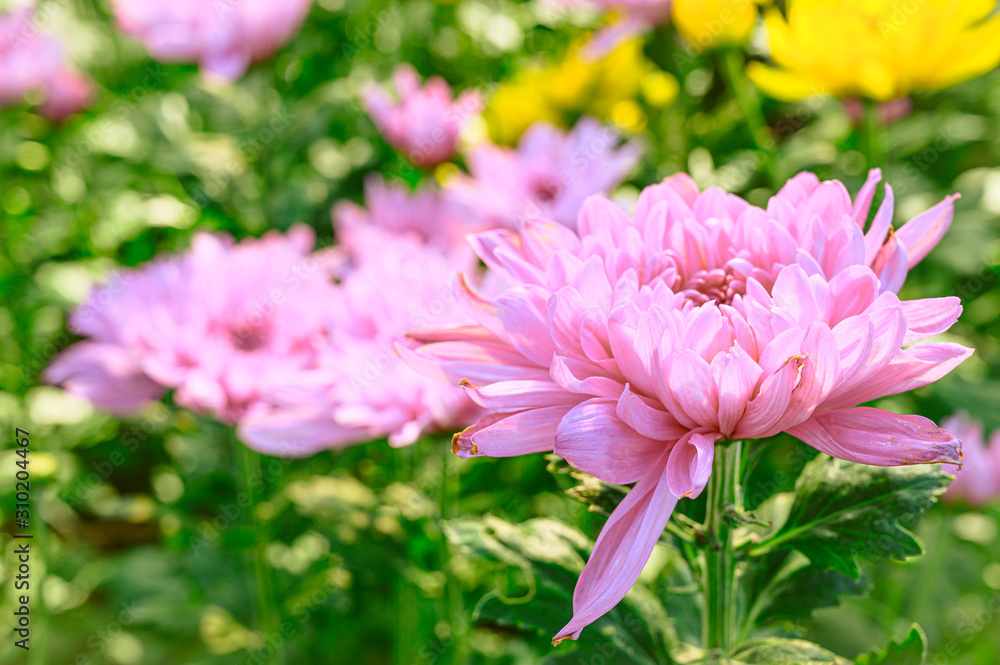 Selective focus of beautiful pink flower with soft blurred bokeh background. Selective focus of beautiful pink flower with soft blurred bokeh background.