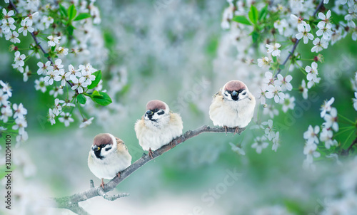three chubby little funny birds sparrows sitting on a branch of cherry blossoms with white buds in the may spring garden