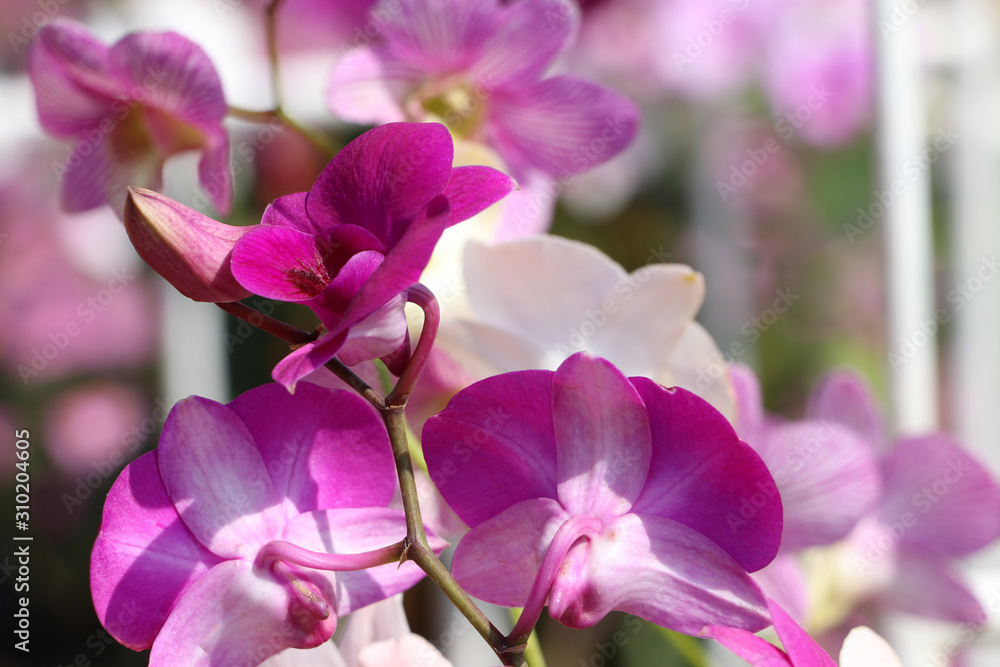 Fototapeta premium Purple moth orchid flower on the tree. Phalaenopsis is one of the most popular orchids in the trade.