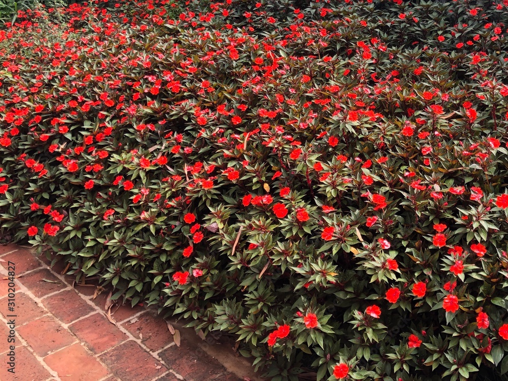 Lindo jardim de flores impatiens vermelhas Stock Photo | Adobe Stock