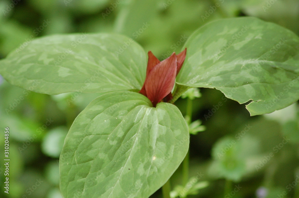 Trillium Trillium