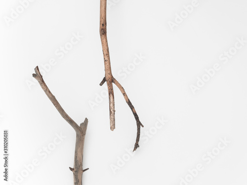 Dry tree branches on a white background. Flat lay, top view minimalistic natural composition