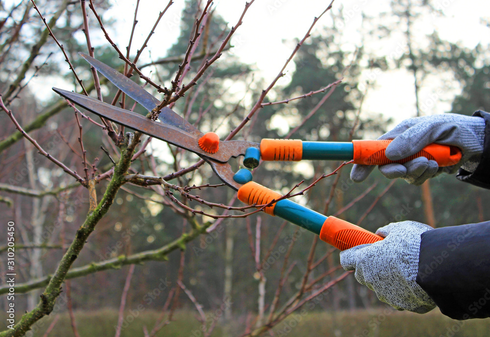 Pruning of trees with secateurs Pruning of trees with secateurs