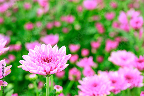 Selective focus of beautiful pink flower with soft blurred bokeh background.