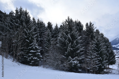 Forest in winter with snow