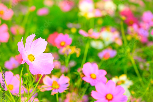 Selective focus of beautiful pink flower with soft blurred bokeh background.