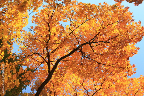 Orange Leaves in Autum - Tree in Fall 