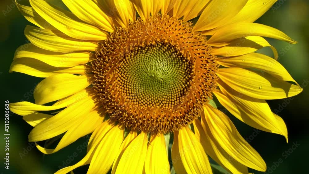 Close up shot of a sunflower in a swaying field in the wind Close up shot of a sunflower in a swaying field in the wind
