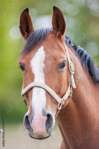 Pferde Portät mit Blässe auf Koppel © LarsSchmidtEisenlohr