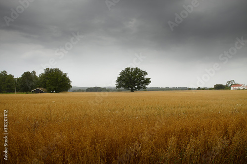 Tree isolated in a yeallow wheat field